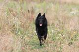 SCHIPPERKE 206